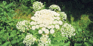 Medicinal Plant Species