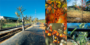 Medicinal Plant